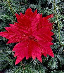 Viano�n� Ru�a �erven�